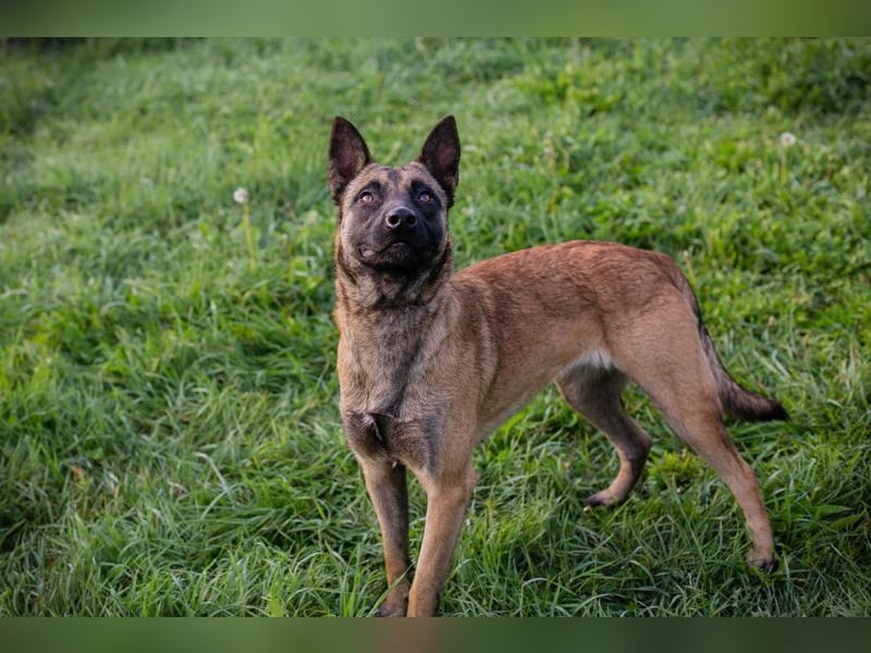 Chip-Nr. 258680 - die hübsche Maus sucht ein tolles Zuhause bei rasseerfahrenen Menschen