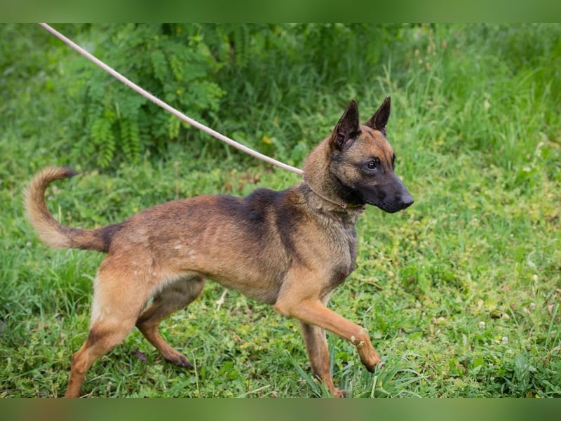 KARLSON - der aufgeschlossene und neugierige Rüde freut sich auf Menschen mit Führungsqualitäten