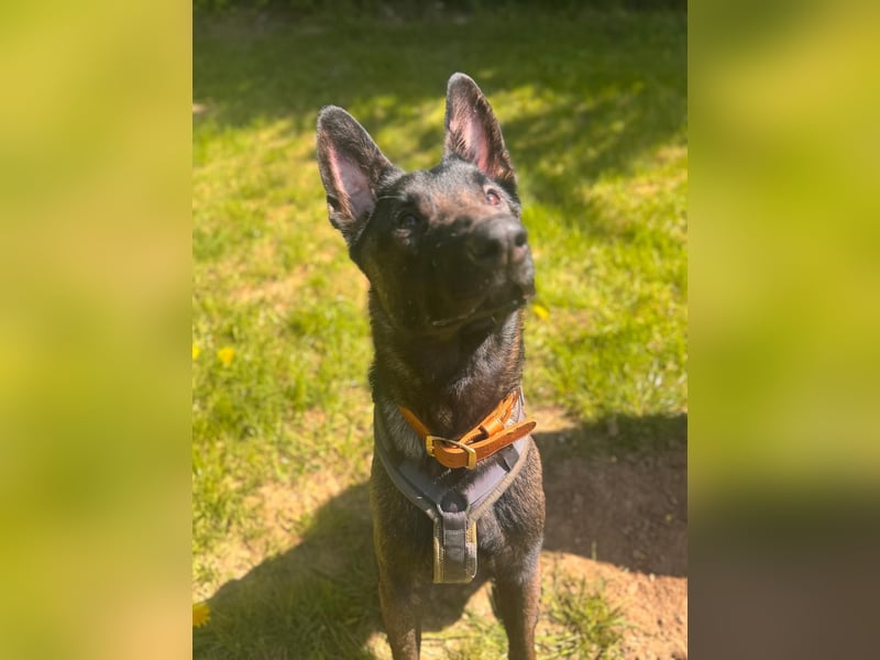 Malinois BLUE ist bereits in Deutschland. Zum Kennenlernen dürfen Sie ihn gerne besuchen.