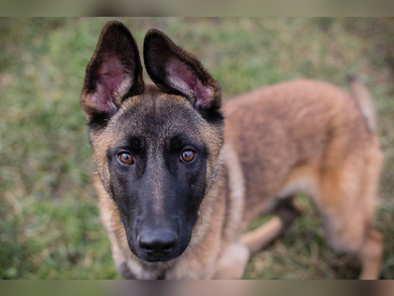 LIJAN - der brave Rüde muss gut beschäftigt werden und sucht hundeerfahrene Menschen