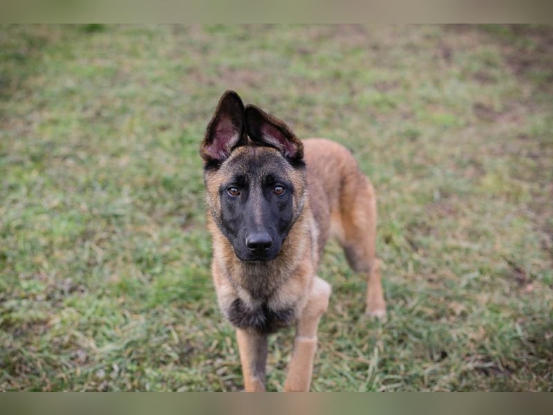 LIJAN - der brave Rüde muss gut beschäftigt werden und sucht hundeerfahrene Menschen