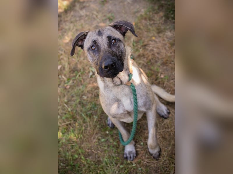 ATILA - der aktive und verspielte Malinois-Mischling sucht ein hundeerfahrenes Zuhause!