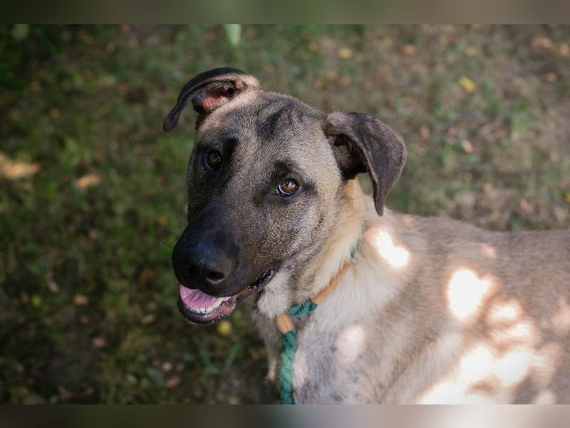 ATILA - der aktive und verspielte Malinois-Mischling sucht ein hundeerfahrenes Zuhause!