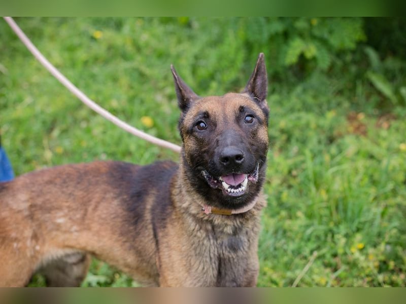 KARLSON - der aufgeschlossene und neugierige Rüde freut sich auf Menschen mit Führungsqualitäten