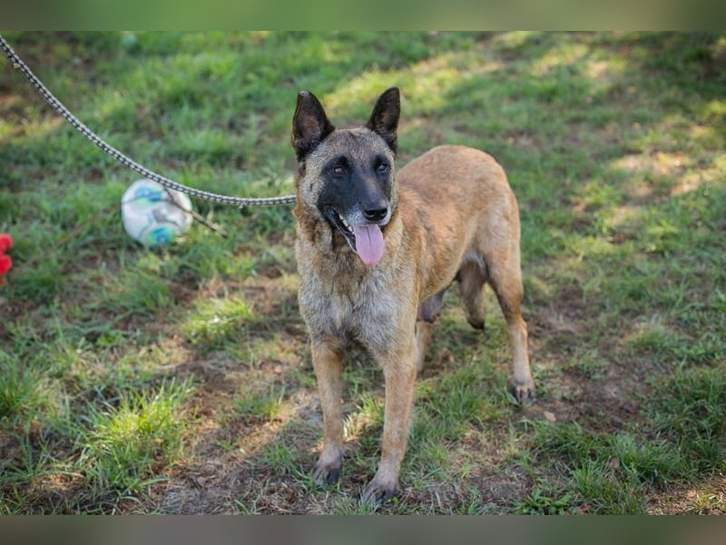 JOSIE - die Malinoishünden (Mix) sucht Menschen, die sich mit dieser Hunderasse etwas auskennen