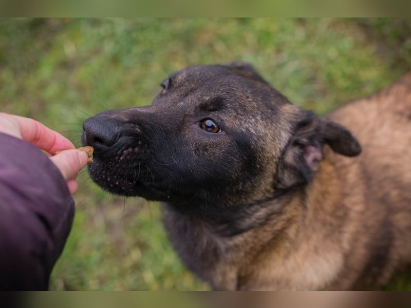 ANGELA - ich suche ein tolles, hundeerfahrenes Für-Immer Zuhause