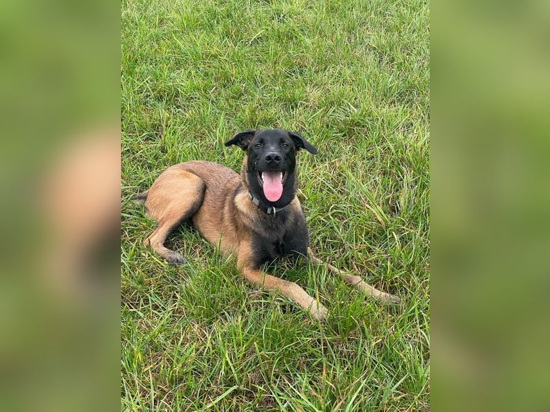 FURIO - der aktive und arbeitsfreudige junge Rüde sucht rasseerfahrene, unternehmungslustige Leute!