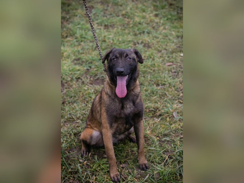 ANGELA - ich suche ein tolles, hundeerfahrenes Für-Immer Zuhause