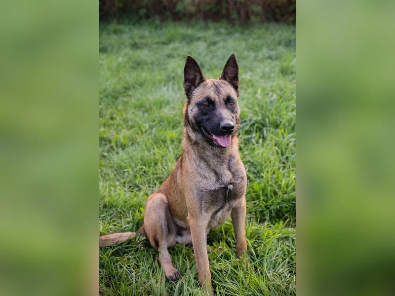 DETE - die hübsche Maus sucht ein tolles Zuhause bei rasseerfahrenen Menschen