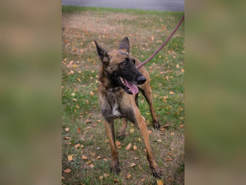 AIRI - im Tierheim habe ich großen Stress und suche eine hundeerfahrene Familie!