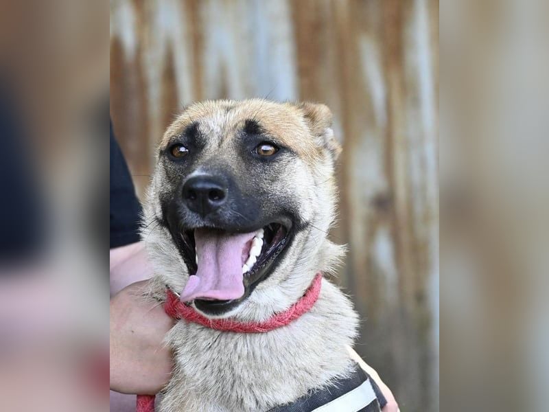 Dolores SI – lustig, neugierig