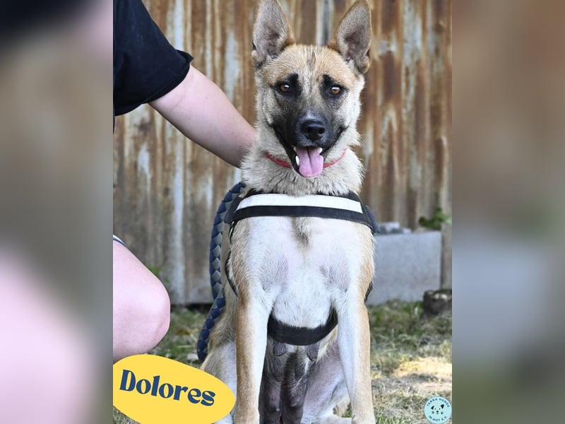 Dolores SI, aktiv und verspielt