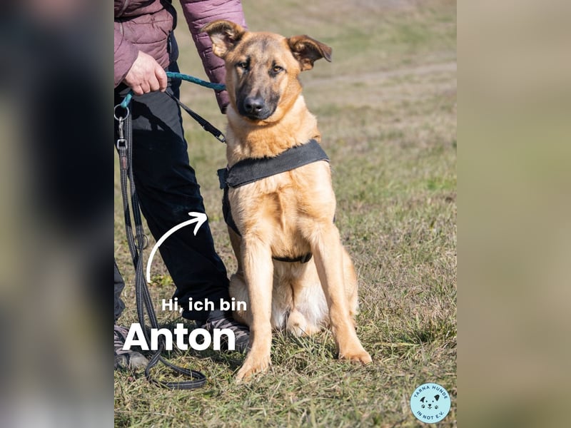 Anton SI, ist noch sehr unsicher