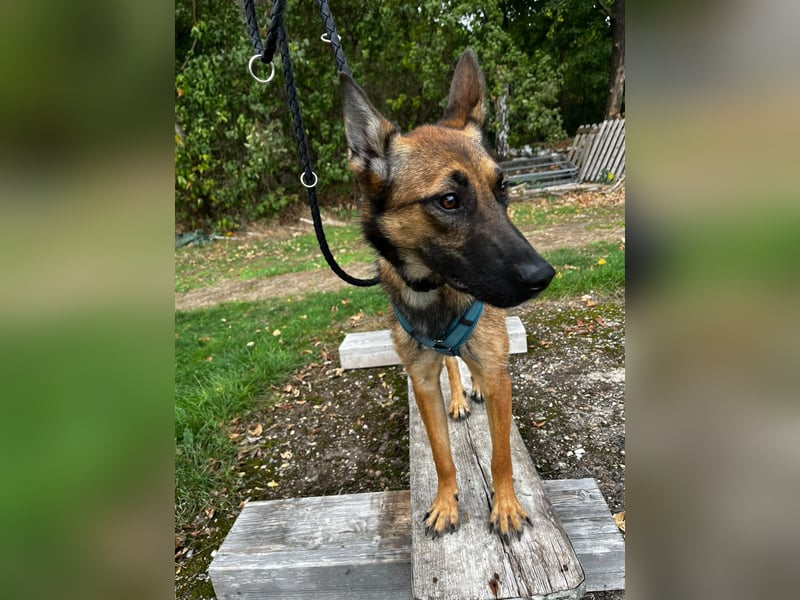 TIRANA, schlauer Mali-Mix, Pflegestelle Duisburg, 1 Jahr, 54 cm, Mischling, Tierschutz Rumänien