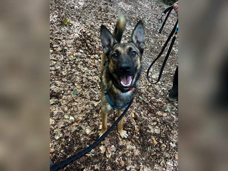 TIRANA, schlauer Mali-Mix, Pflegestelle Duisburg, 1 Jahr, 54 cm, Mischling, Tierschutz Rumänien