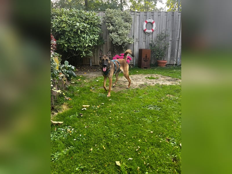 TIRANA, schlauer Mali-Mix, Pflegestelle Duisburg, 1 Jahr, 54 cm, Mischling, Tierschutz Rumänien