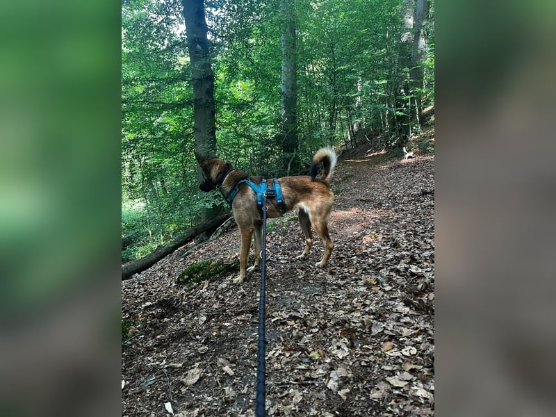 TIRANA, schlauer Mali-Mix, Pflegestelle Duisburg, 1 Jahr, 54 cm, Mischling, Tierschutz Rumänien