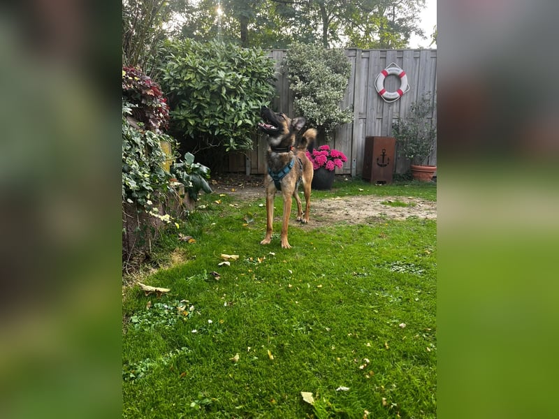 TIRANA, schlauer Mali-Mix, Pflegestelle Duisburg, 1 Jahr, 54 cm, Mischling, Tierschutz Rumänien
