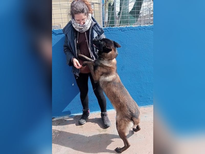 Muffy, feiner Malinois Rüde mit besten Manieren sucht aktives zuhause