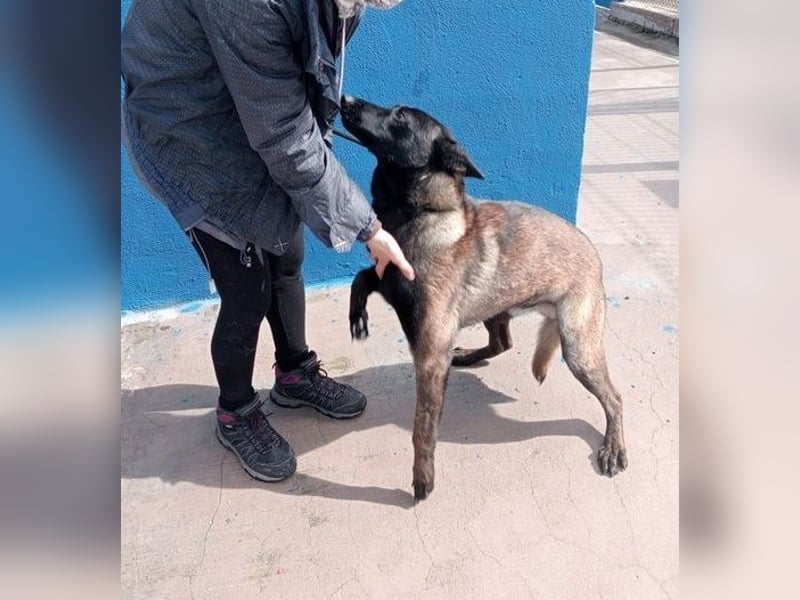 Muffy, feiner Malinois Rüde mit besten Manieren sucht aktives zuhause