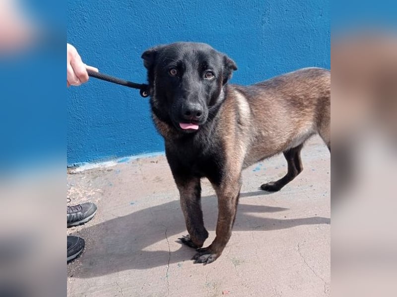 Muffy, feiner Malinois Rüde mit besten Manieren sucht aktives zuhause