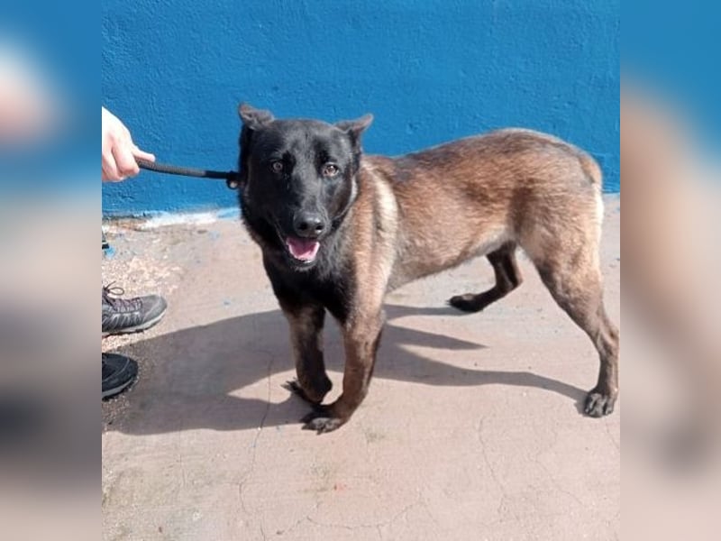 Muffy, feiner Malinois Rüde mit besten Manieren sucht aktives zuhause