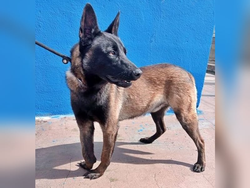 Muffy, feiner Malinois Rüde mit besten Manieren sucht aktives zuhause