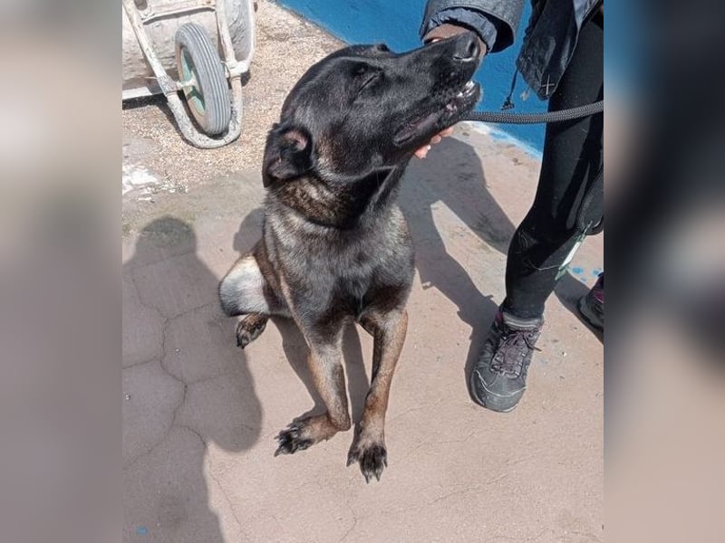 Muffy, feiner Malinois Rüde mit besten Manieren sucht aktives zuhause