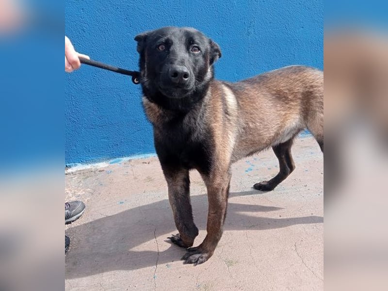 Muffy, feiner Malinois Rüde mit besten Manieren sucht aktives zuhause