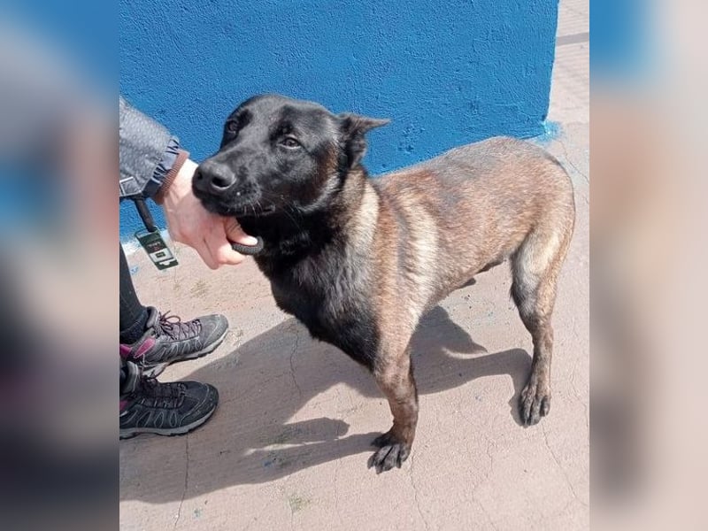 Muffy, feiner Malinois Rüde mit besten Manieren sucht aktives zuhause