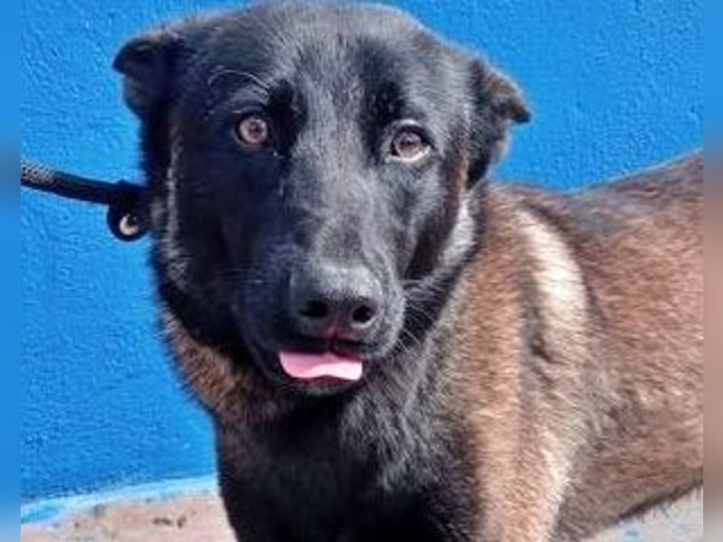 Muffy, feiner Malinois Rüde mit besten Manieren sucht aktives zuhause