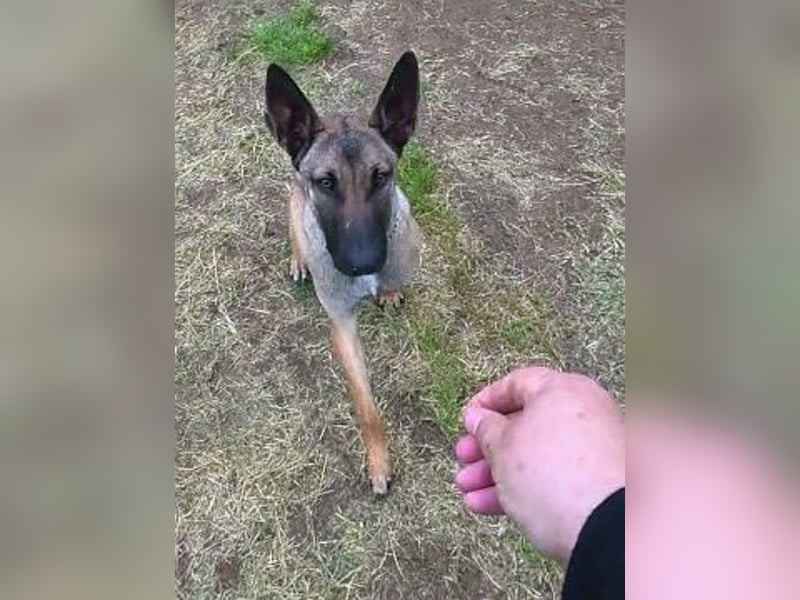 Herzenshund Max sucht sein Zuhause