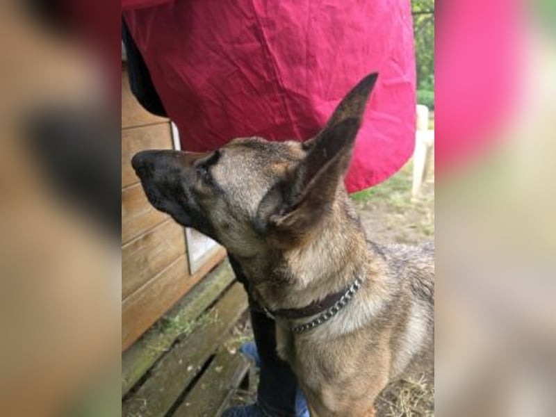 Herzenshund Max sucht sein Zuhause