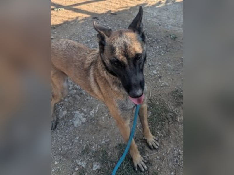 Zorro - menschenbezogener Rüde sucht sein Zuhause