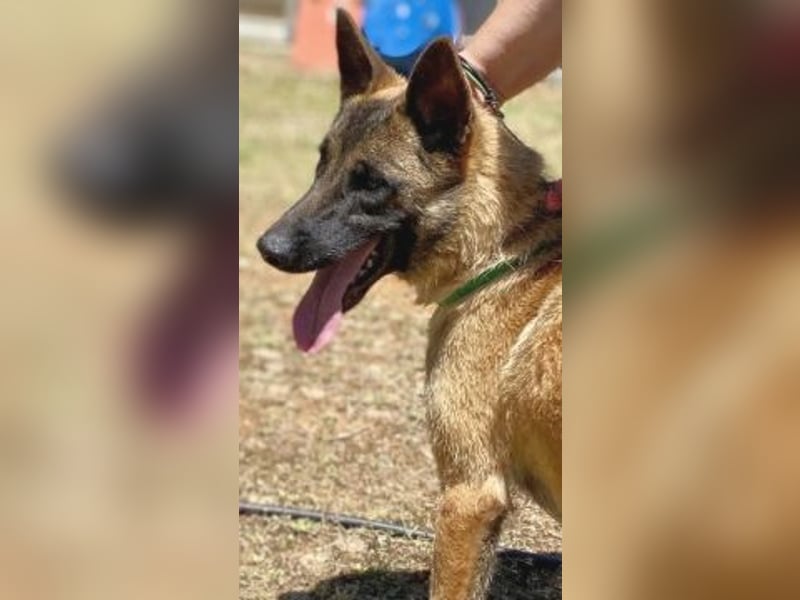 Zorro - menschenbezogener Rüde sucht sein Zuhause