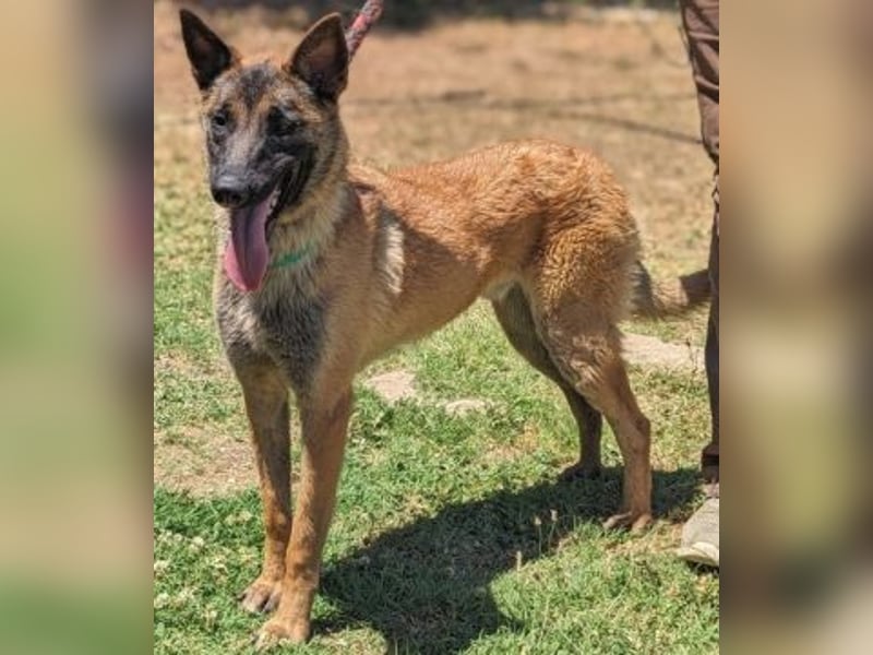 Zorro - Menschenfreund sucht sein Zuhause