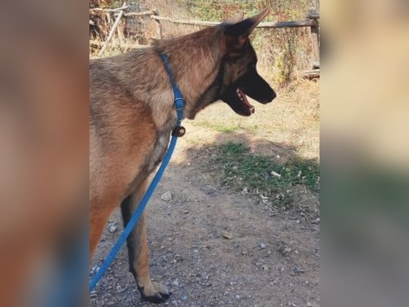Zorro - menschenbezogener Rüde sucht sein Zuhause
