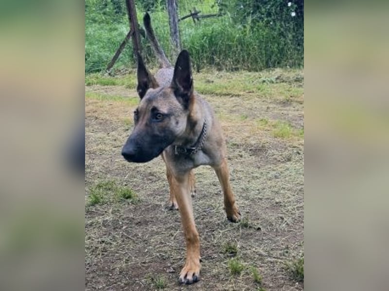 Herzenshund Max sucht sein Zuhause