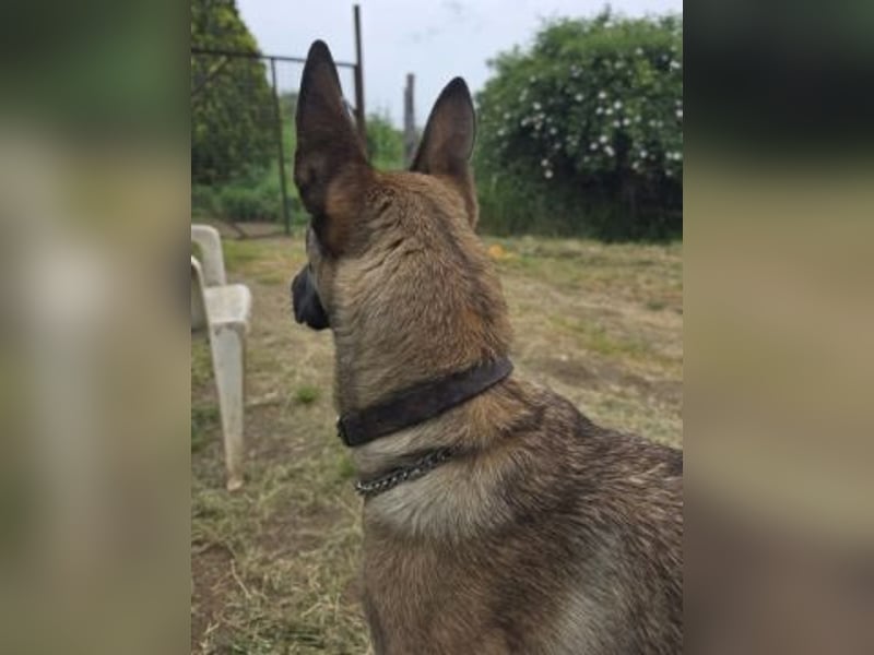 Herzenshund Max sucht sein Zuhause