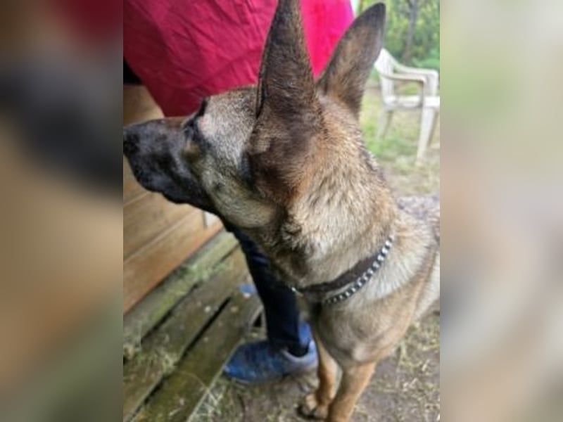 Herzenshund Max sucht sein Zuhause