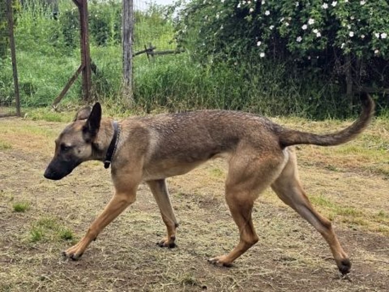 Herzenshund Max sucht sein Zuhause