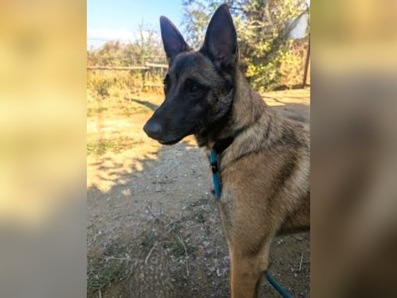 Zorro - menschenbezogener Rüde sucht sein Zuhause