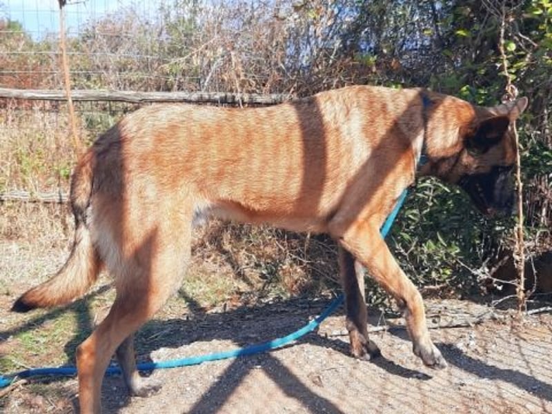 Zorro - menschenbezogener Rüde sucht sein Zuhause