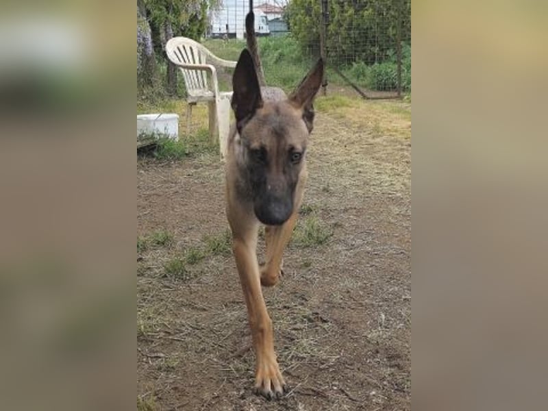 Herzenshund Max sucht sein Zuhause