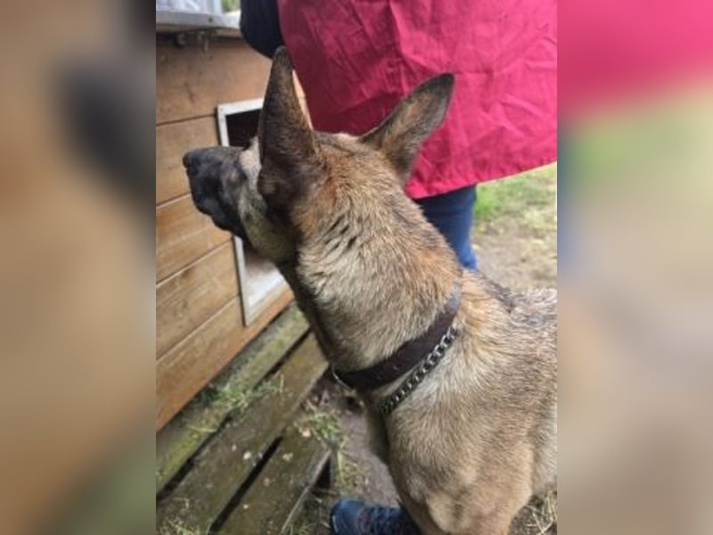 Herzenshund Max sucht sein Zuhause