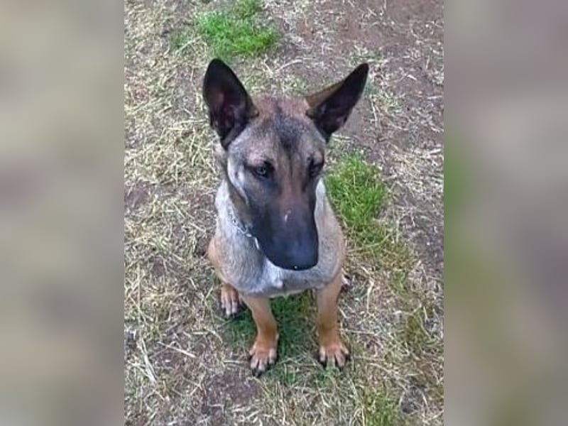 Herzenshund Max sucht sein Zuhause