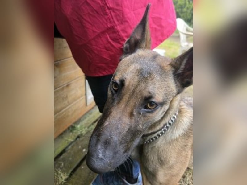 Herzenshund Max sucht sein Zuhause