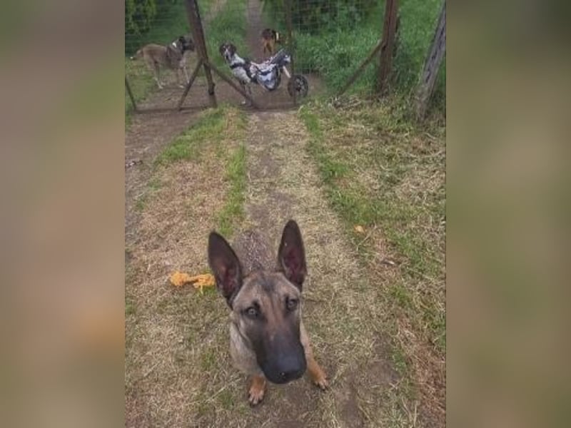Herzenshund Max sucht sein Zuhause