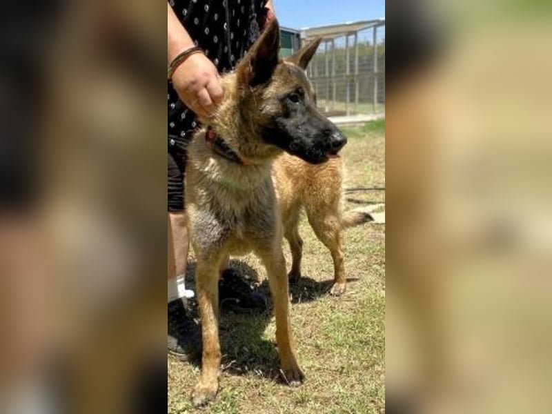 Zorro - Menschenfreund sucht sein Zuhause