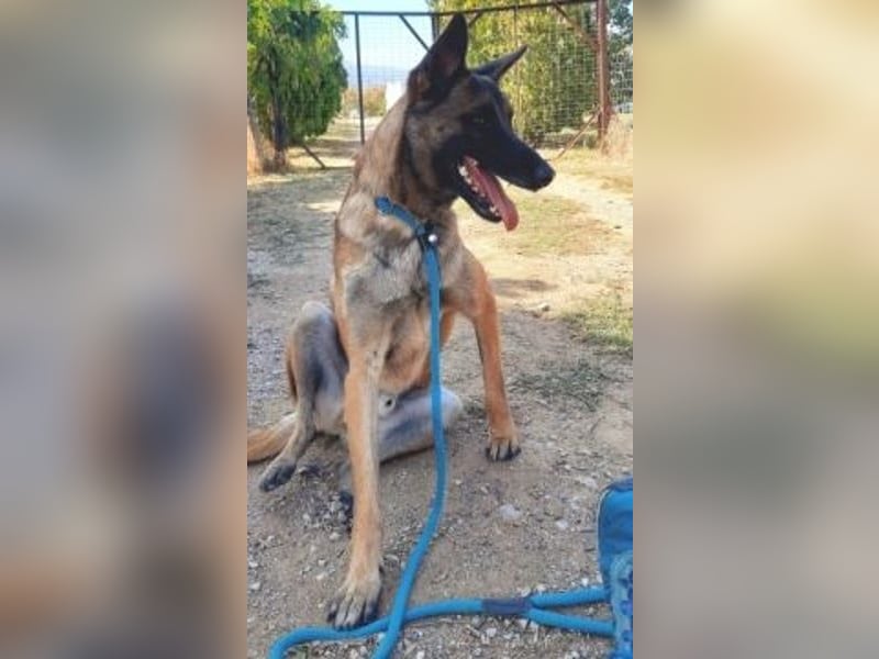 Zorro - menschenbezogener Rüde sucht sein Zuhause